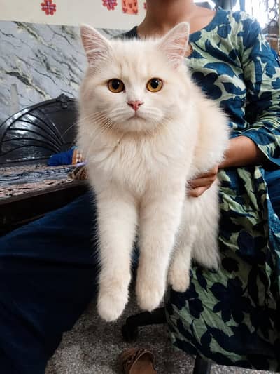 male female dono Hain