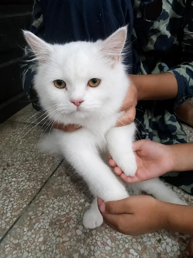 male female dono Hain — photo 2