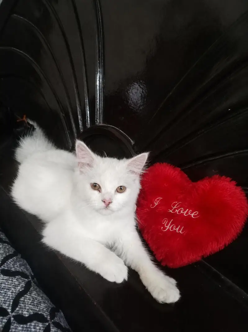 male female dono Hain — photo 3