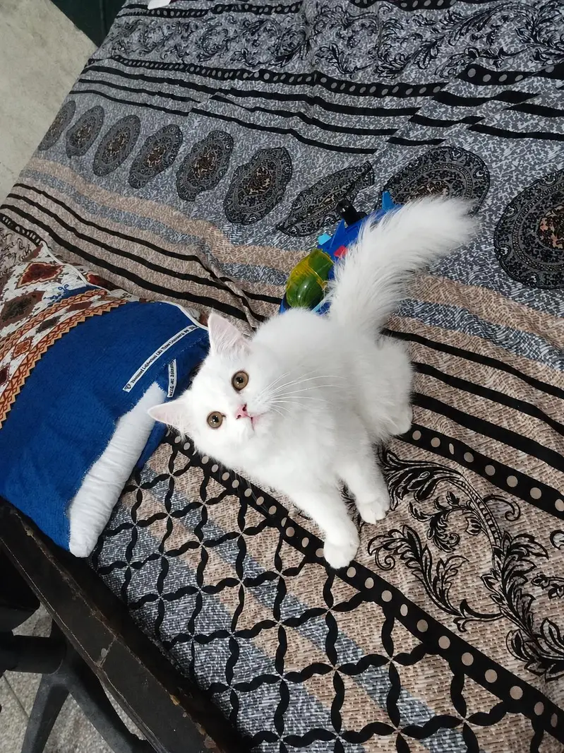 male female dono Hain — photo 5