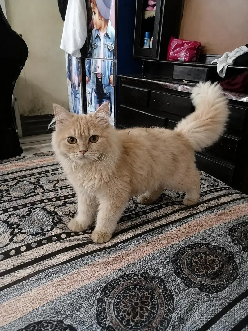 male female dono Hain — photo 6