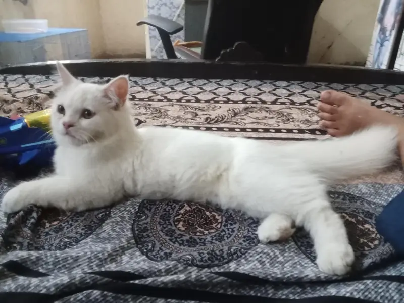 male female dono Hain — photo 7
