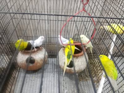 lovebirds and Australian parrots for sale