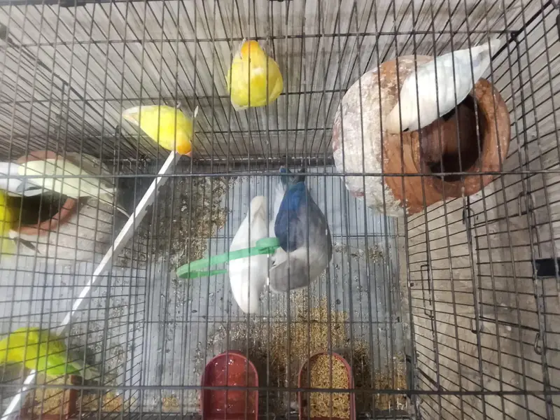 lovebirds and Australian parrots for sale — photo 2