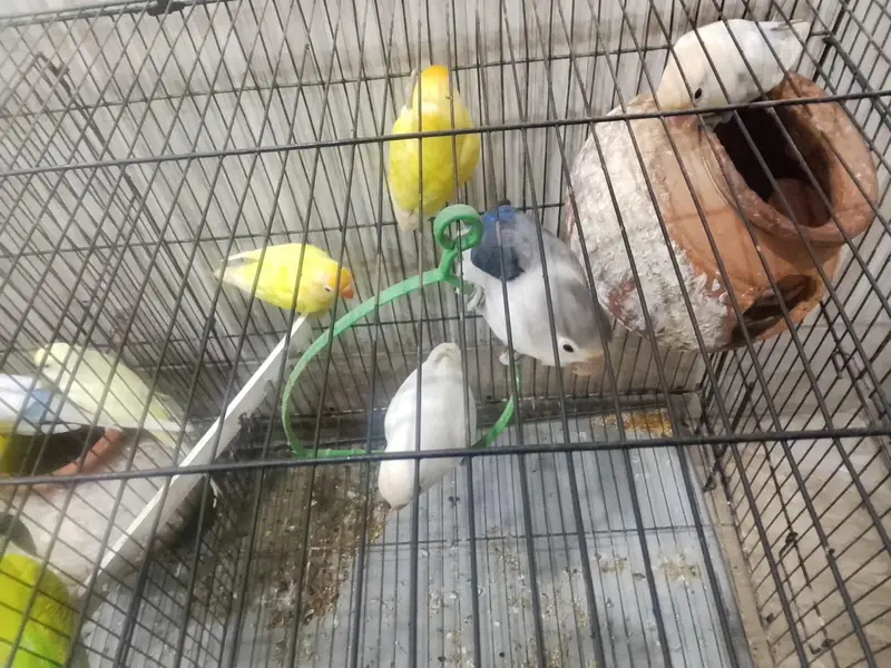 lovebirds and Australian parrots for sale — photo 3