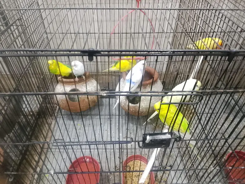 lovebirds and Australian parrots for sale — photo 4
