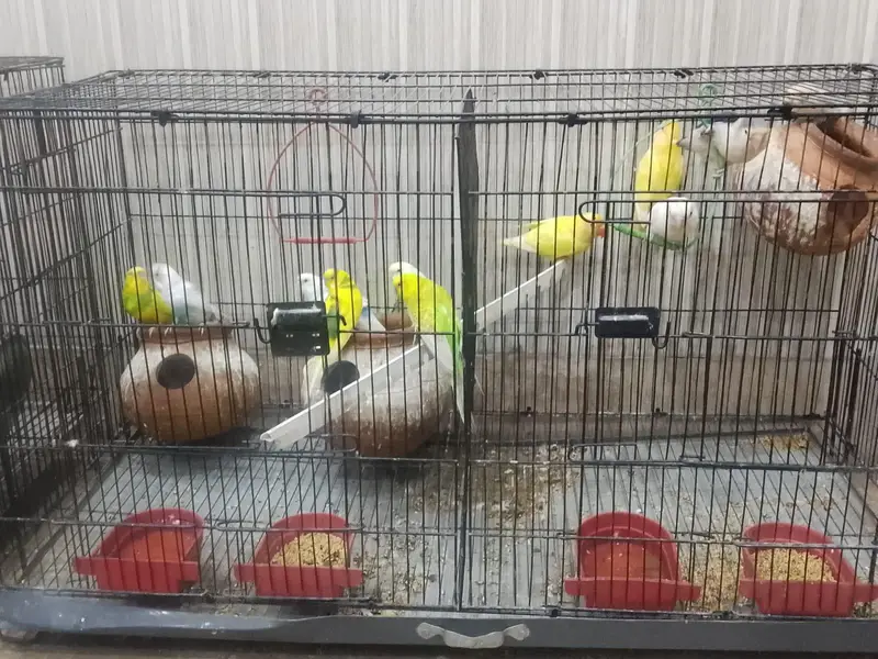 lovebirds and Australian parrots for sale — photo 5
