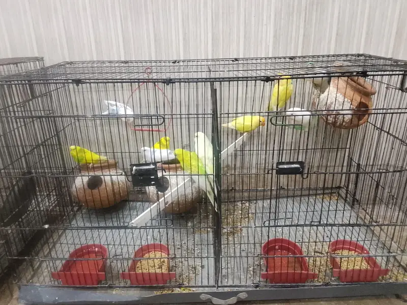 lovebirds and Australian parrots for sale — photo 6