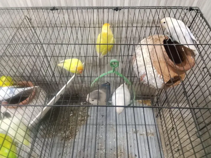 lovebirds and Australian parrots for sale — photo 7
