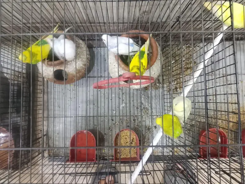 lovebirds and Australian parrots for sale — photo 8
