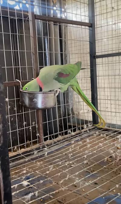 Kashmiri raw parrot for sale