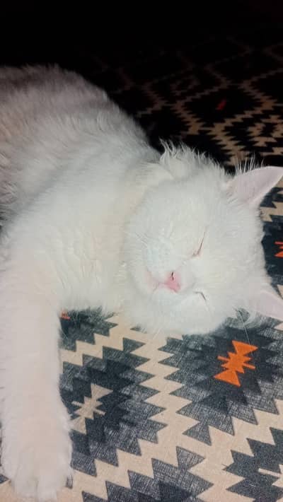 cute male