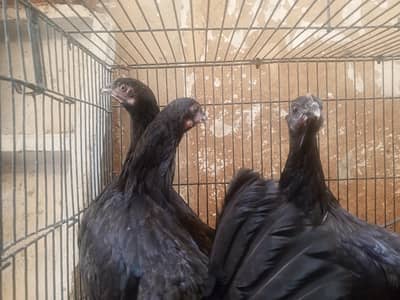 Australorp 3 months old 8 chicks for sale (urgent)