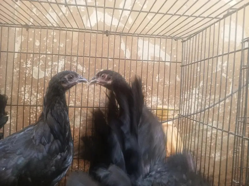 Australorp 3 months old 8 chicks for sale (urgent) — photo 2