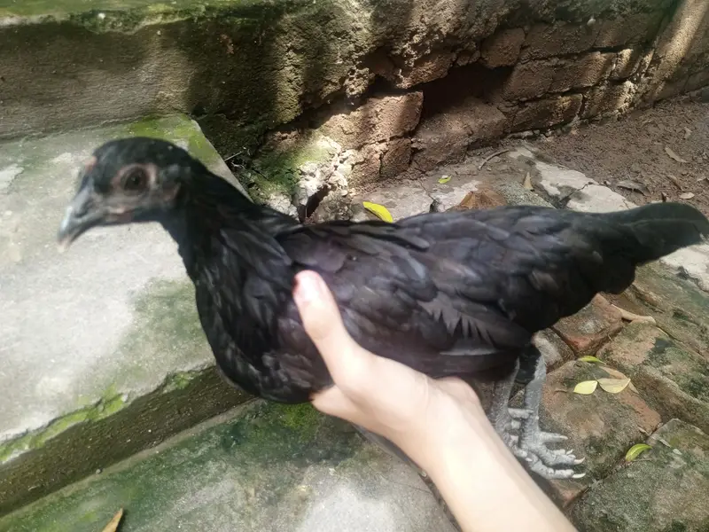Australorp 3 months old 8 chicks for sale (urgent) — photo 3