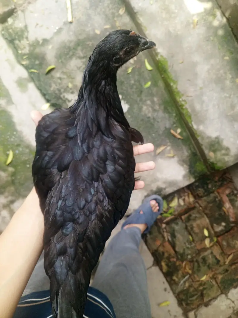 Australorp 3 months old 8 chicks for sale (urgent) — photo 4