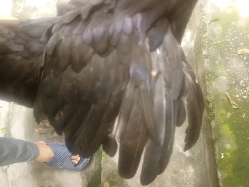 Australorp 3 months old 8 chicks for sale (urgent) — photo 5
