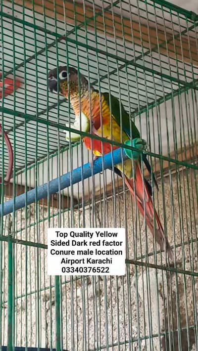 yellow sided dardRed factor Conure Big size male & fellow cocktail mal