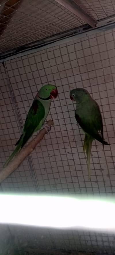 raw breeder pair