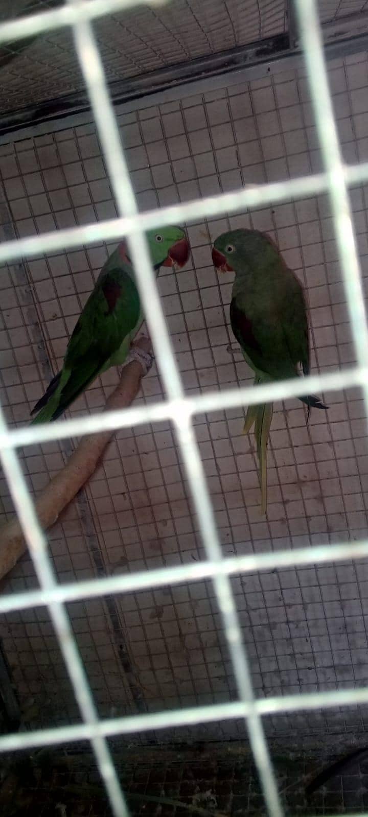 raw breeder pair 1