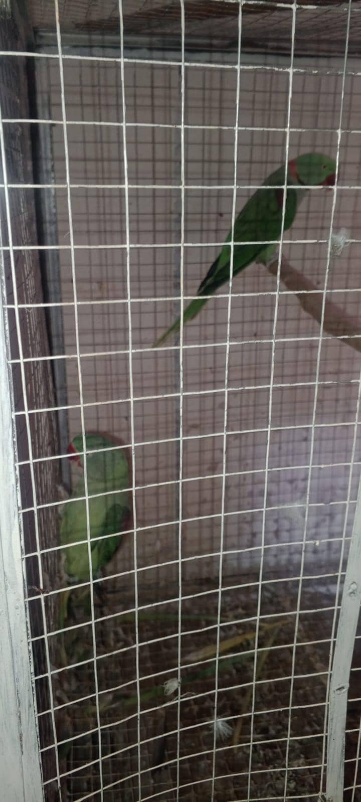 raw breeder pair 2