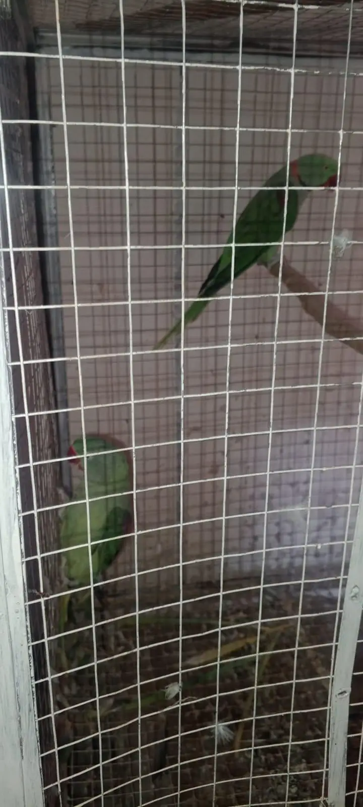 raw breeder pair — photo 3