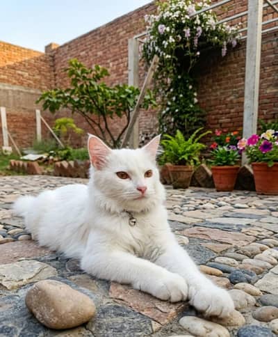 Beautiful persian doll face cat fluffy tail