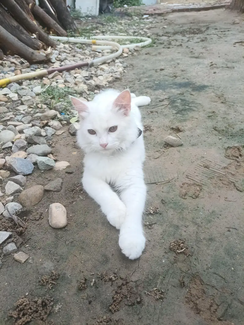 Beautiful persian doll face cat fluffy tail — photo 2