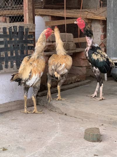 Aseel murgh