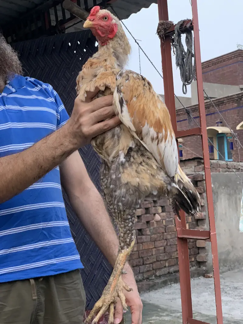 Aseel murgh — photo 2
