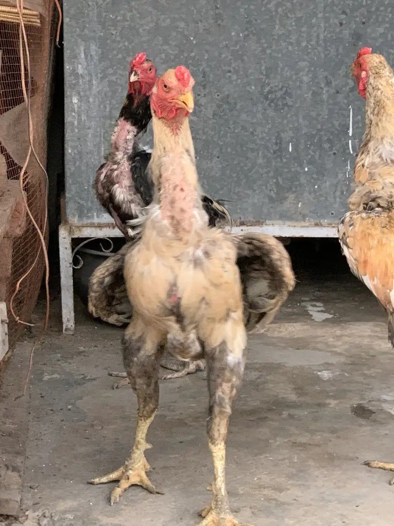 Aseel murgh — photo 3