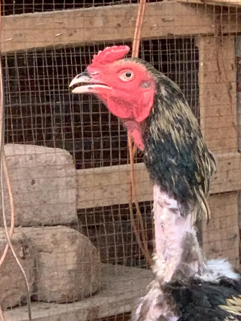 Aseel murgh — photo 4