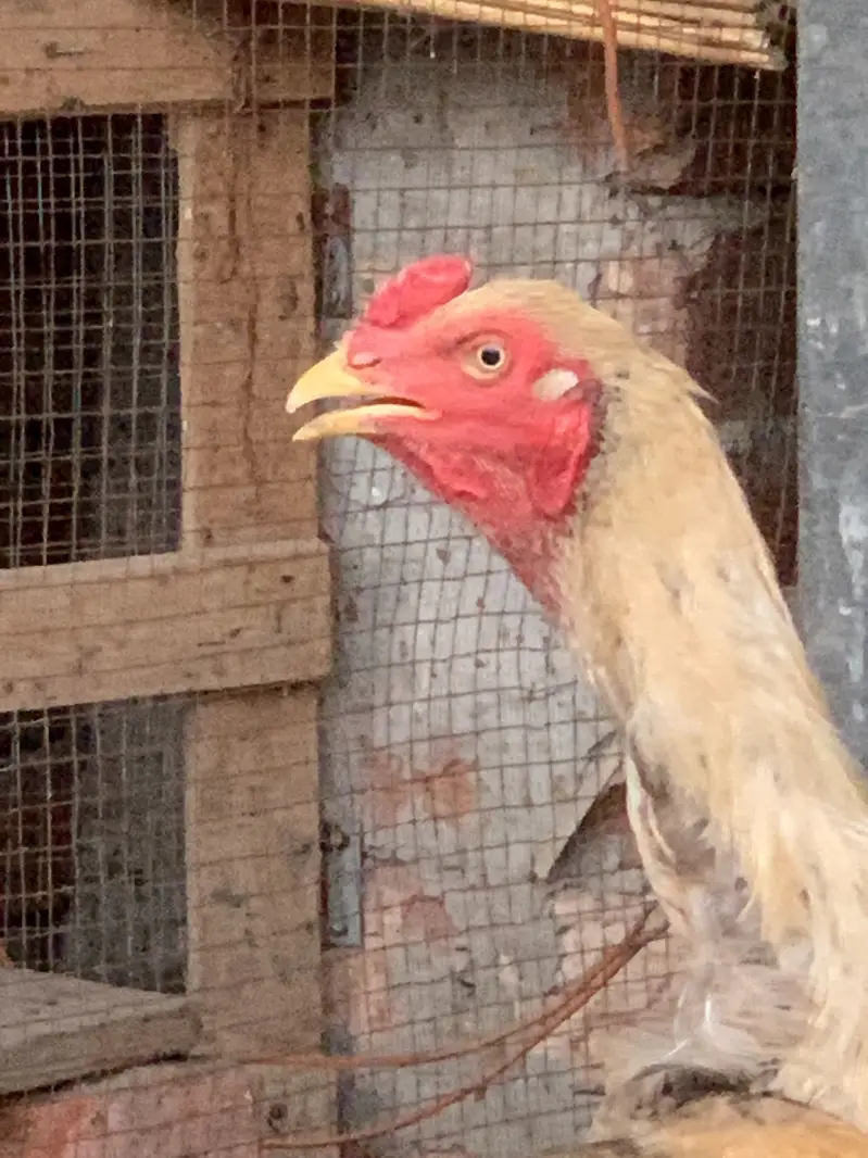 Aseel murgh — photo 5