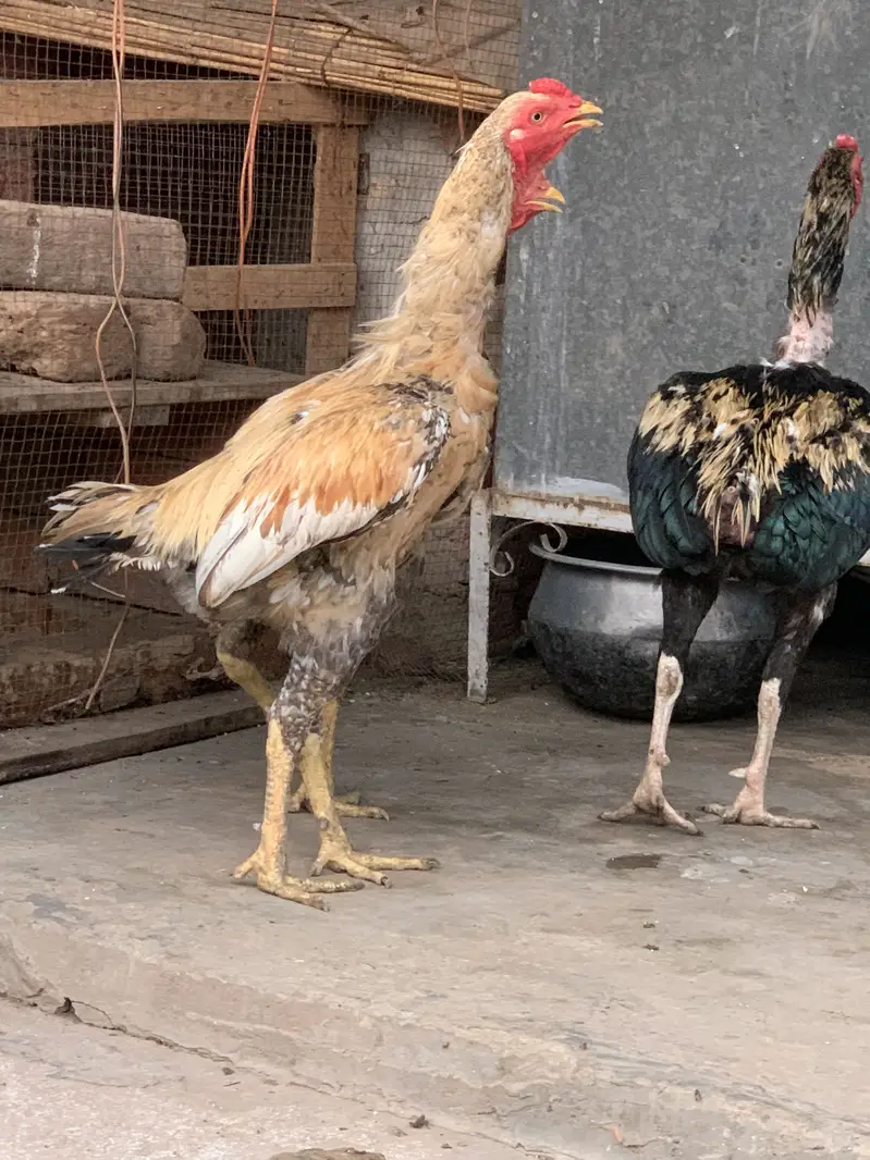 Aseel murgh — photo 6