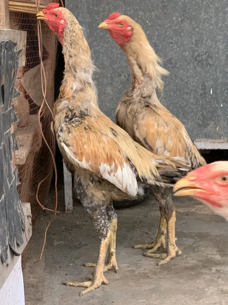 Aseel murgh — photo 7