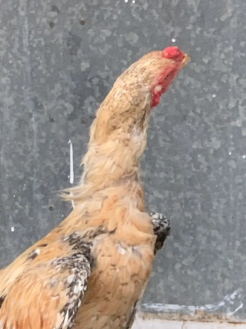 Aseel murgh — photo 8