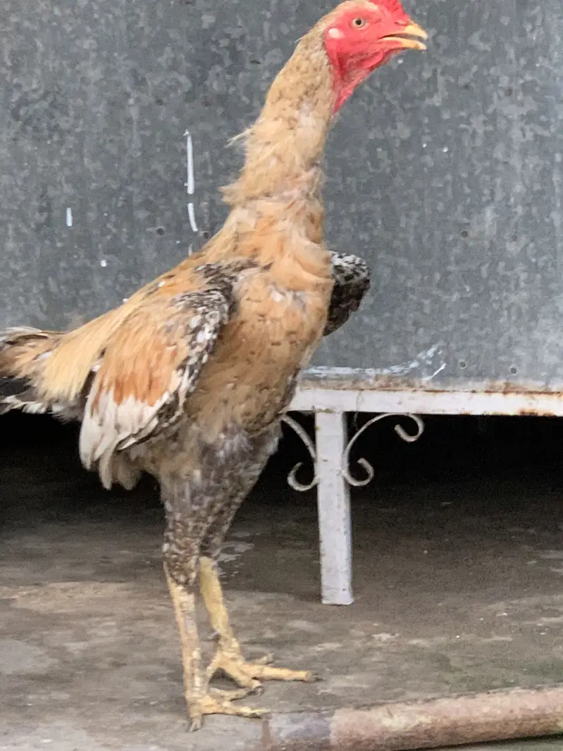 Aseel murgh — photo 9