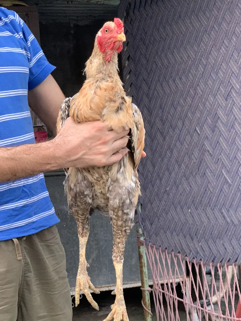 Aseel murgh — photo 10