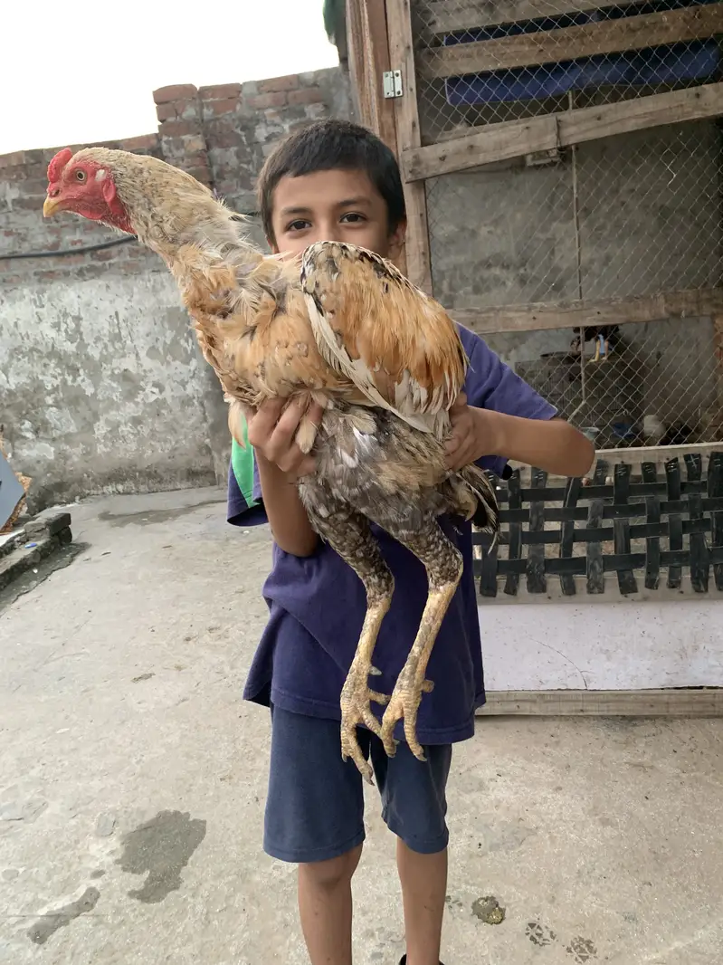 Aseel murgh — photo 11