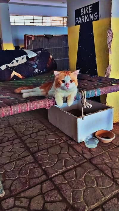 male cat