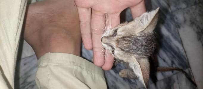 I sale this female cat
