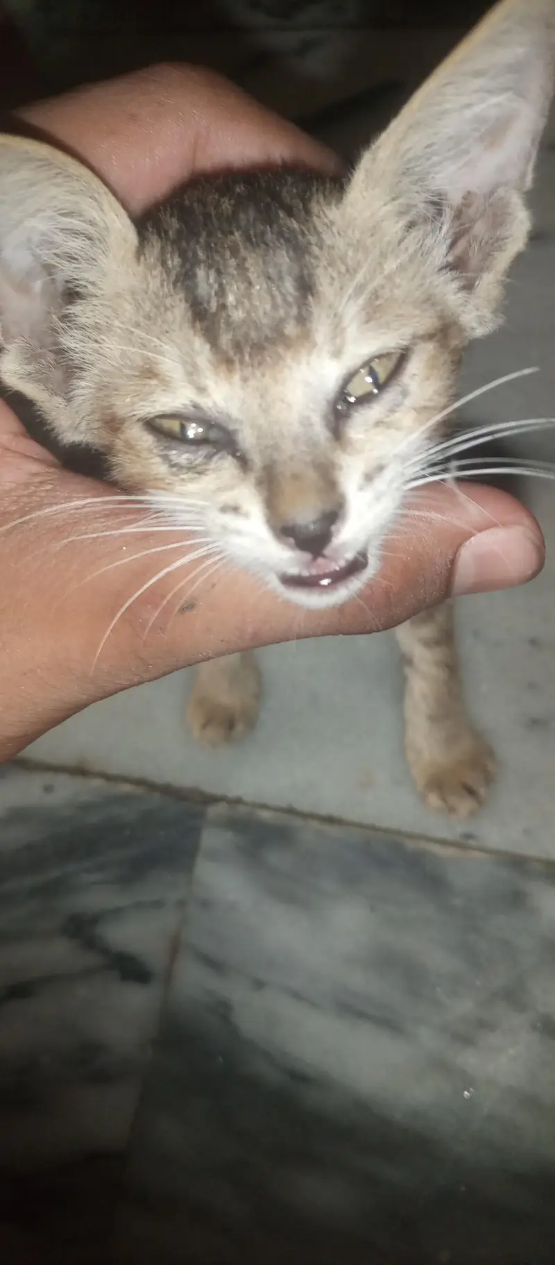 I sale this female cat — photo 2