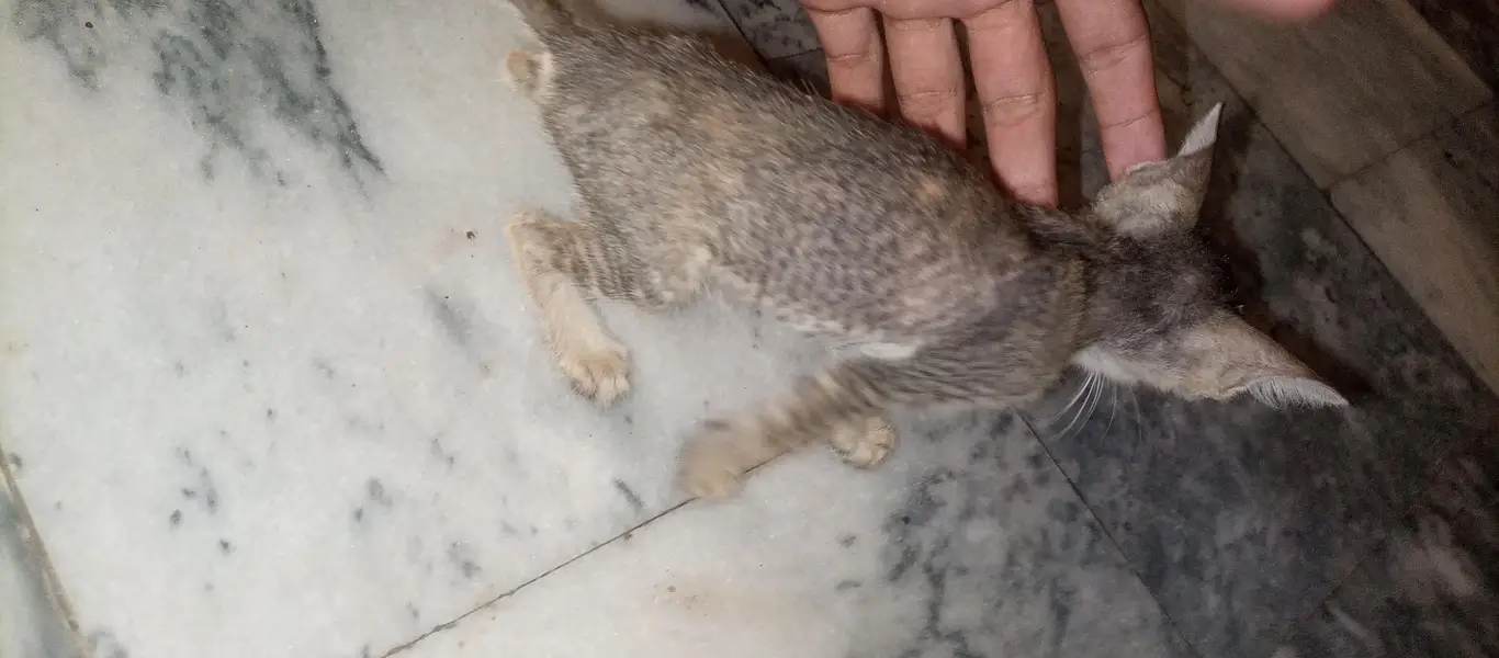 I sale this female cat — photo 3