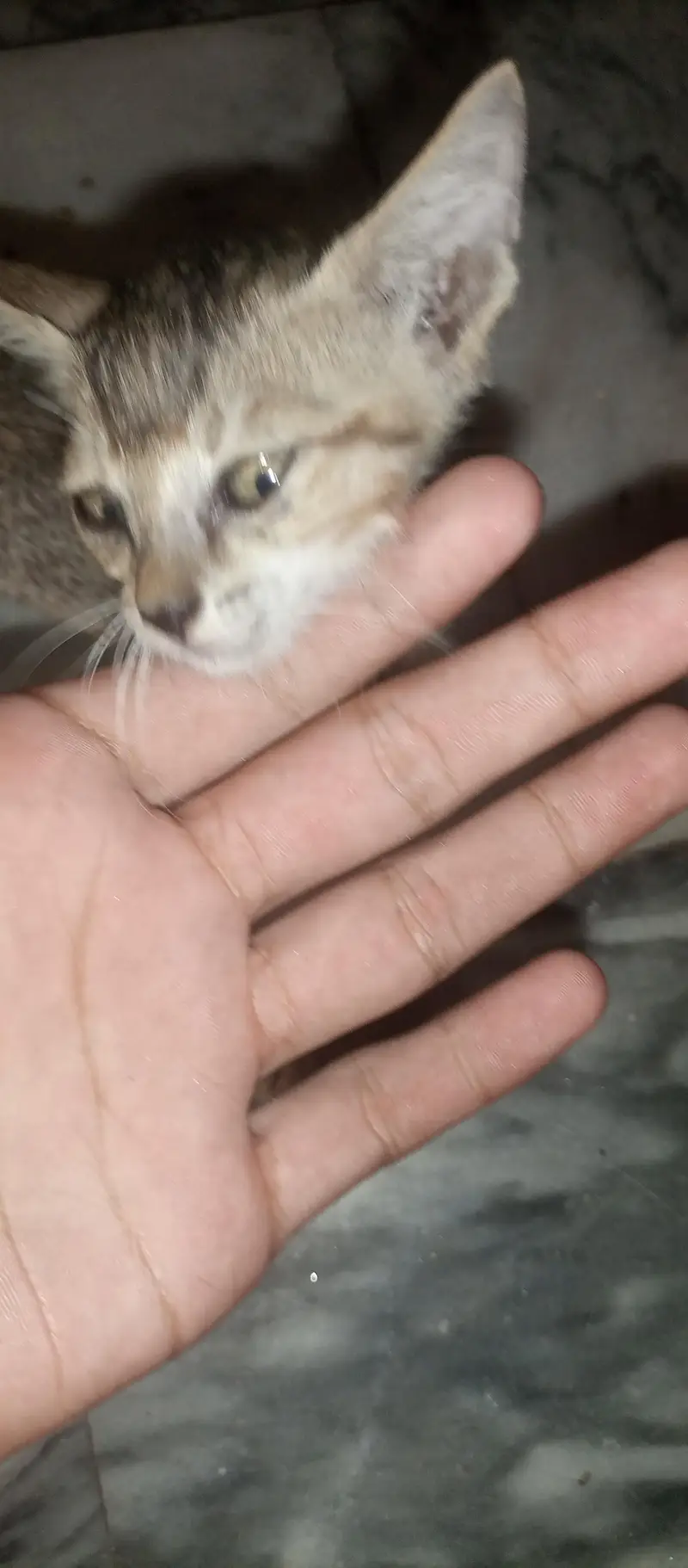 I sale this female cat — photo 4