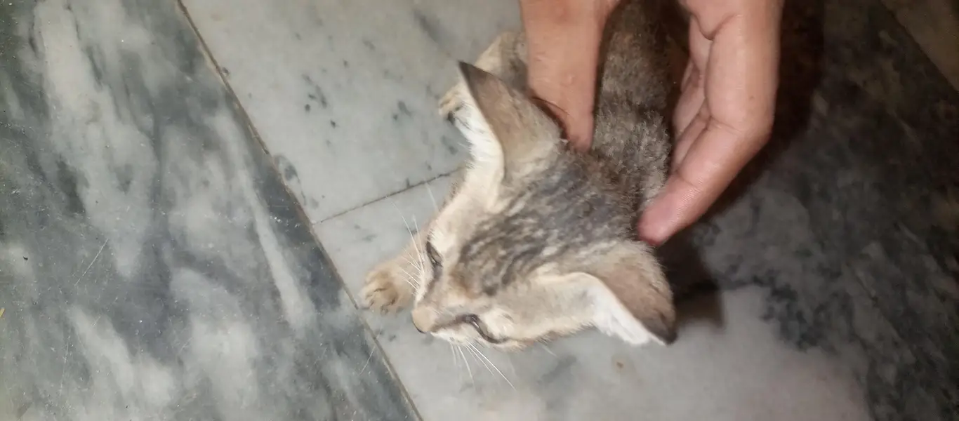 I sale this female cat — photo 5