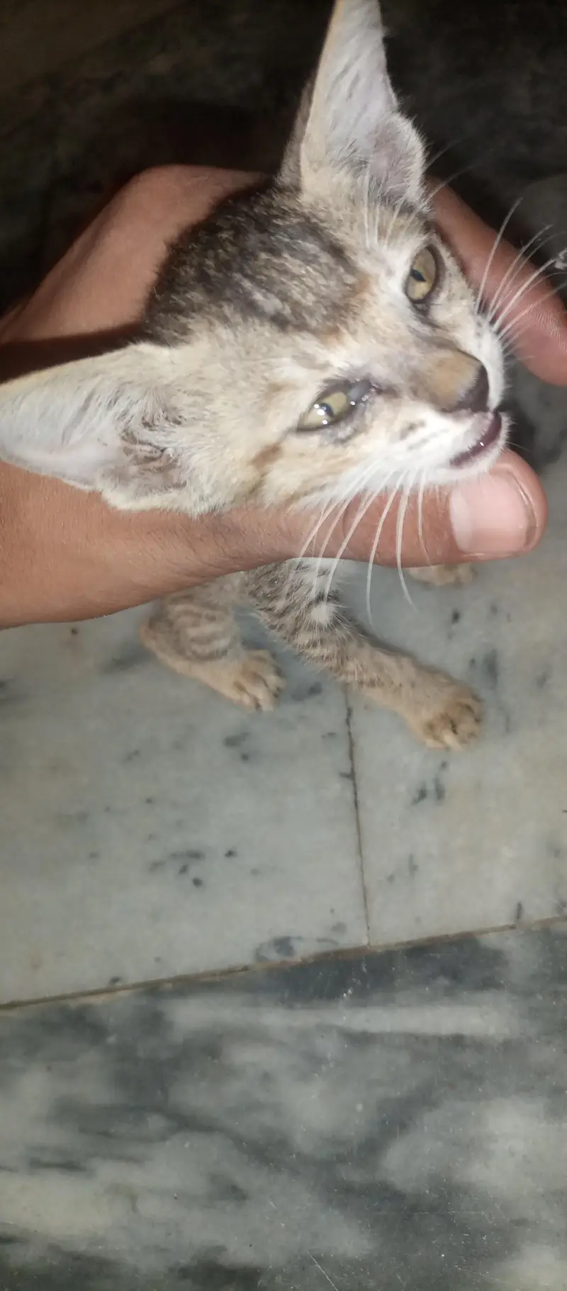 I sale this female cat — photo 6