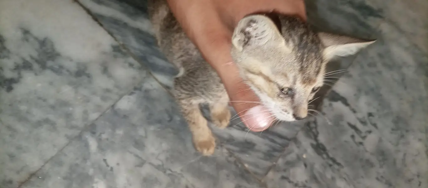 I sale this female cat — photo 7