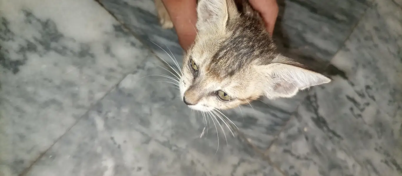 I sale this female cat — photo 8