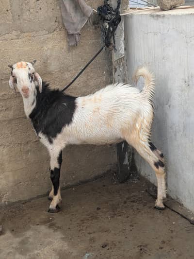 Tapra bakra