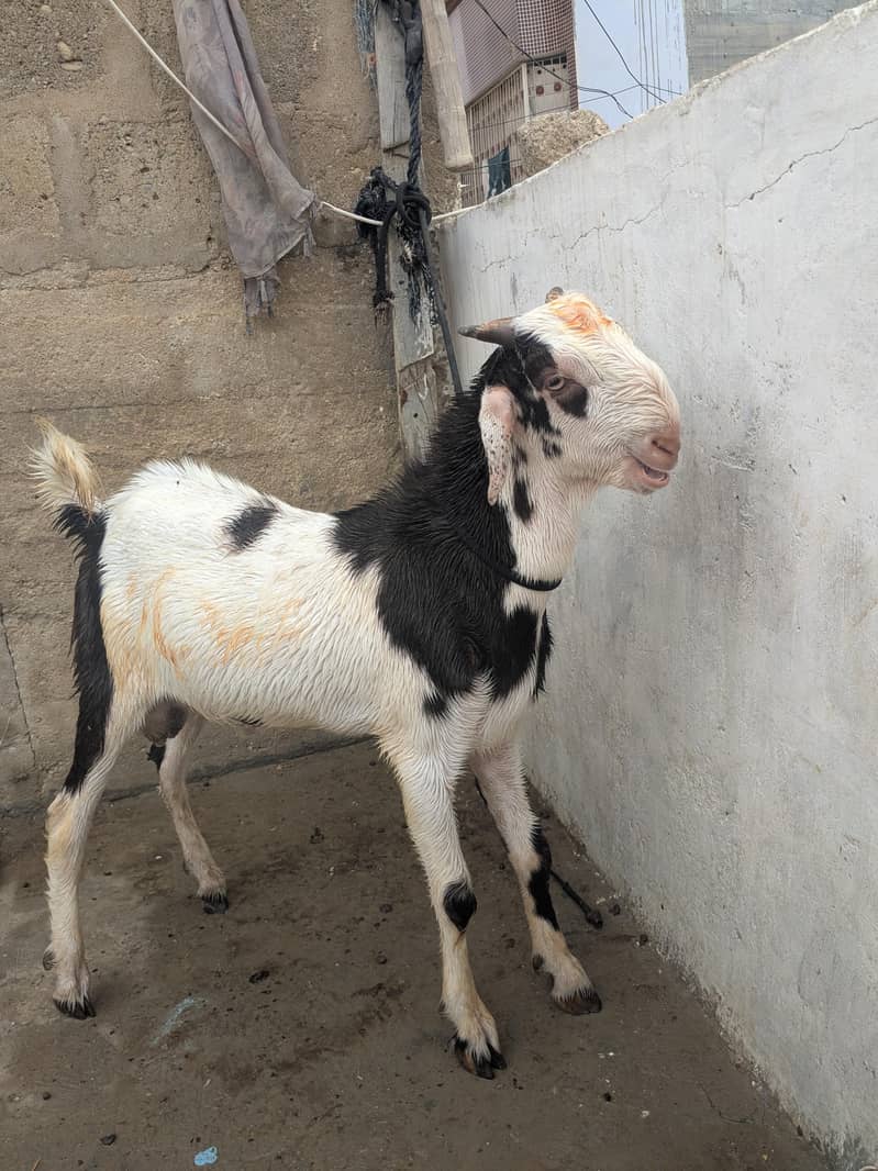 Tapra bakra 1